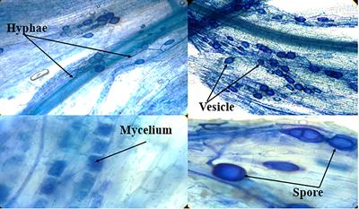 Influence of drought stress and mycorrhizal (Funneliformis mosseae) symbiosis on growth parameters, chlorophyll fluorescence, antioxidant activity, and essential oil composition of summer savory (Satureja hortensis L.) plants